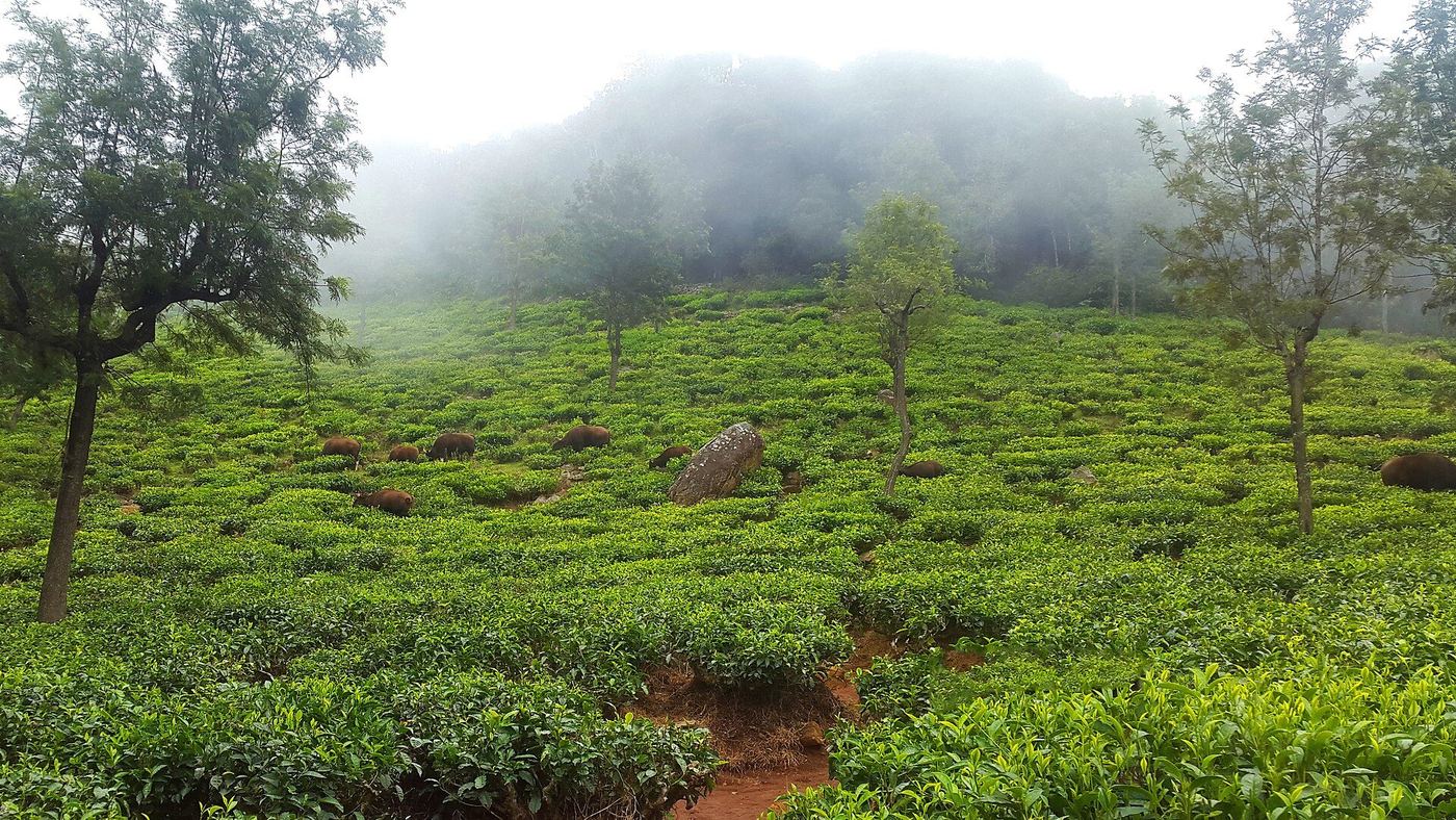 Ooty