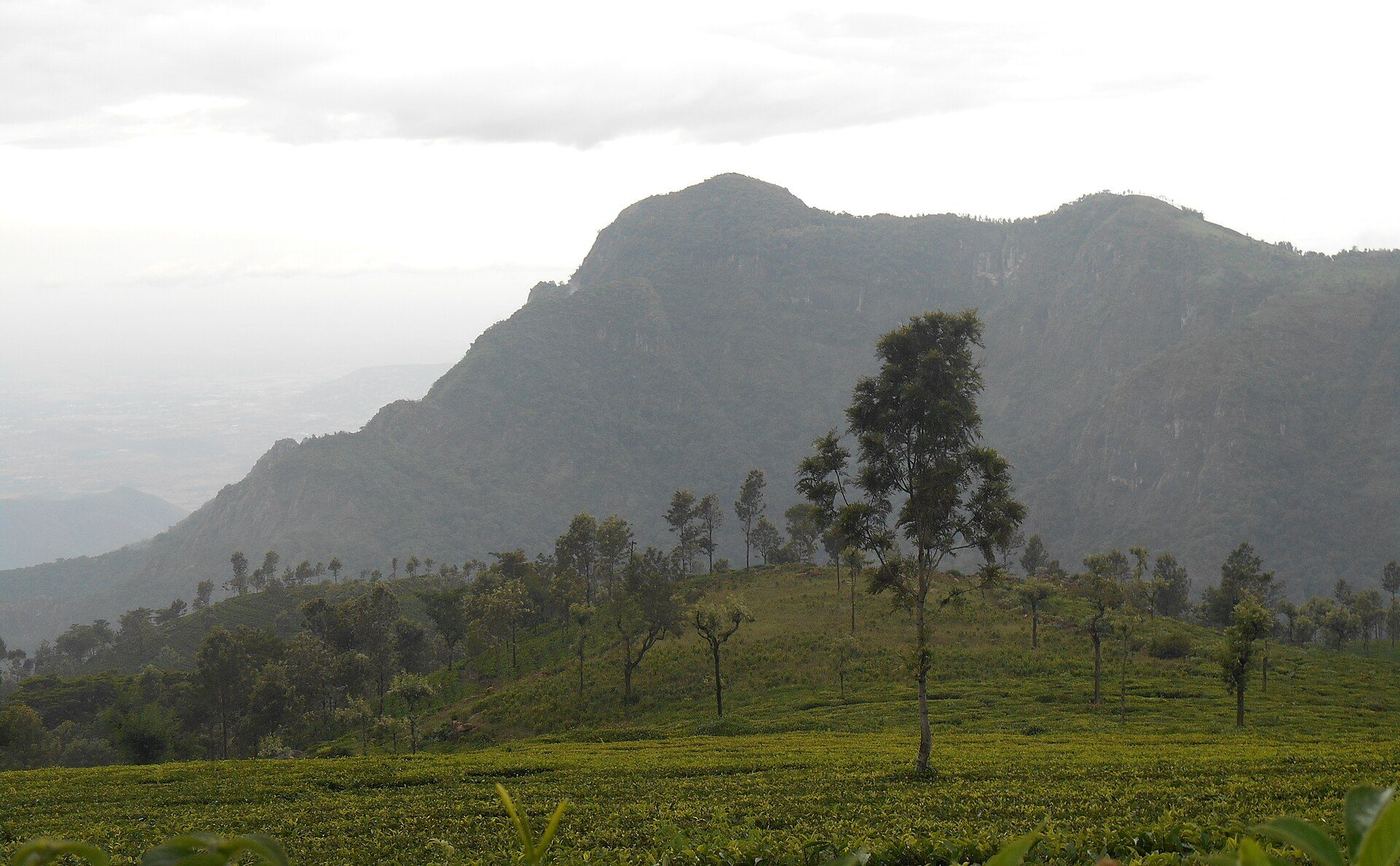 Ooty